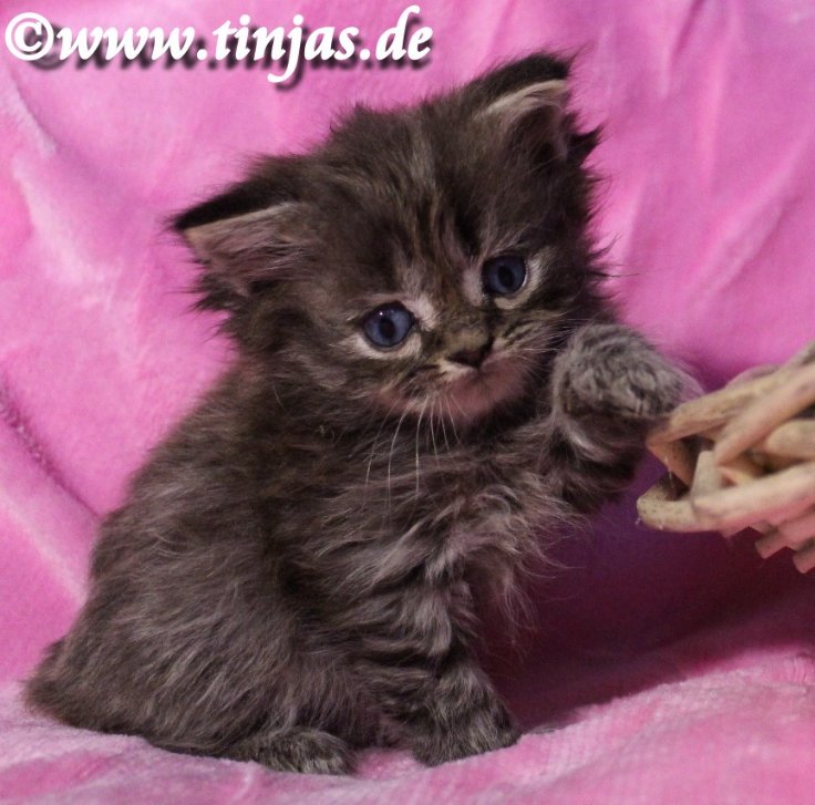 Britisch Langhaar Katzenbaby golden tabby</A>